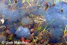 Moorfrosch: Laichballen © U. Manzke