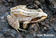 Moorfrosch: Jungtier © U. Manzke