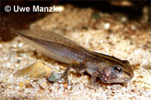 Moorfrosch: Kaulquappe kurz vor dem Landgang © U. Manzke