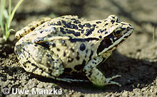 Moorfrosch: geflecktes Weibchen © U. Manzke