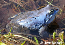 Moorfrosch: Männchen © U. Manzke