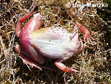 Moorfrosch: Bauchfärbung © U. Manzke