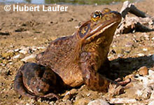Nordamerikanischer Ochsenfrosch © H. Laufer