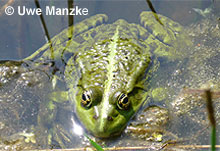 Seefrosch: Männchen © U. Manzke