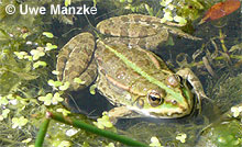 Seefrosch: Jungtier © U. Manzke