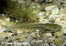 Seefrosch: Kaulquappe © U. Manzke