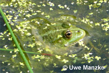 Seefrosch: Portrait Weibchen © U. Manzke