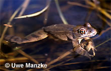 Springfrosch: Männchen © U. Manzke
