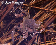 Springfrosch: Amplexus © U. Manzke