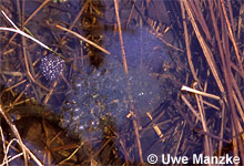 Springfrosch: Laichballen © U. Manzke