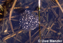 Springfrosch: Laichballen © U. Manzke