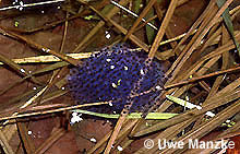 Springfrosch: Laichballen © U. Manzke
