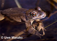 Springfrosch: Portrait Männchen © U. Manzke