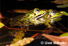 Teichfrosch: Klammerpaar © U. Manzke