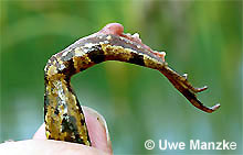 Teichfrosch: Fersenhoecker © U. Manzke