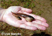 Teichfrosch: Riesen-Larve und normale Larve © U. Manzke