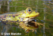 Teichfrosch: Portrait, Männchen © U. Manzke