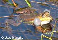 Teichfrosch: rufendes Männchen © U. Manzke