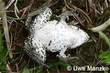 Teichfrosch: Bauchseite © U. Manzke