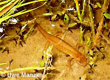 Teichmolch: Weibchen frißt Kreuzkrötenlarven © U. Manzke