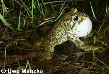 Bufo variabilis © U. Manzke