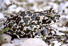Wechselkröte: Weibchen © U. Manzke