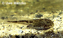 Wechselkröte: echte Krötenlarve - nicht schwarz © U. Manzke