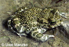 Wechselkröte: Männchen © U. Manzke