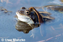 © U. Manzke © U. Manzke