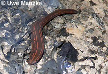 Medizinischer Blutegel © U. Manzke pic