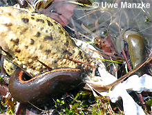 Blut- und Vielfraßegel © U. Manzke pic