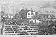 Medizinischer Blutegel © U. Manzke pic