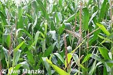 Grünlandumbruch für Maisanbau ist das Aus für die Amphibien © U. Manzke