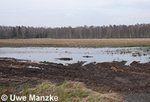 Grünlandumbruch auf Moorböden gefährdet auch das Weltklima © U. Manzke