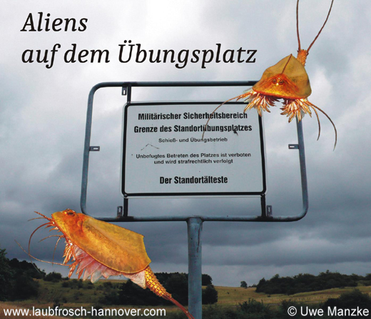 Triops cancriformis © U. Manzke