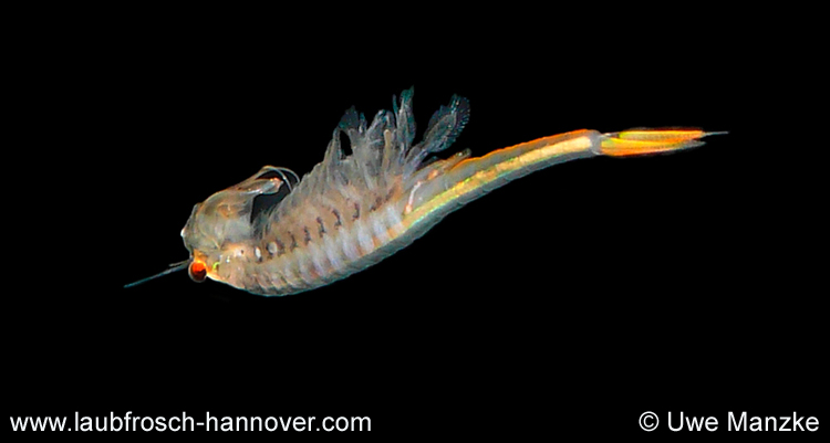 Branchipus schaefferi  © U. Manzke Branchipus schaefferi © U. Manzke