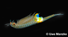 Branchipus schaefferi © U. Manzke pic