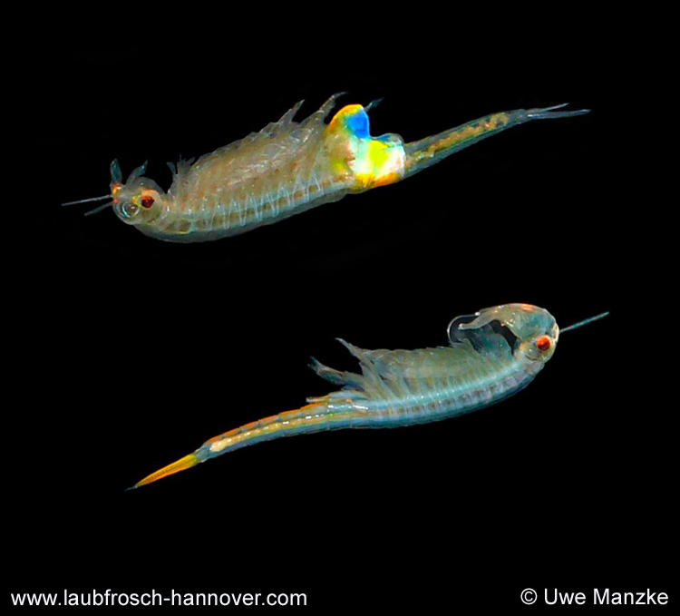 Branchipus schaefferi  © U. Manzke Branchipus schaefferi © U. Manzke