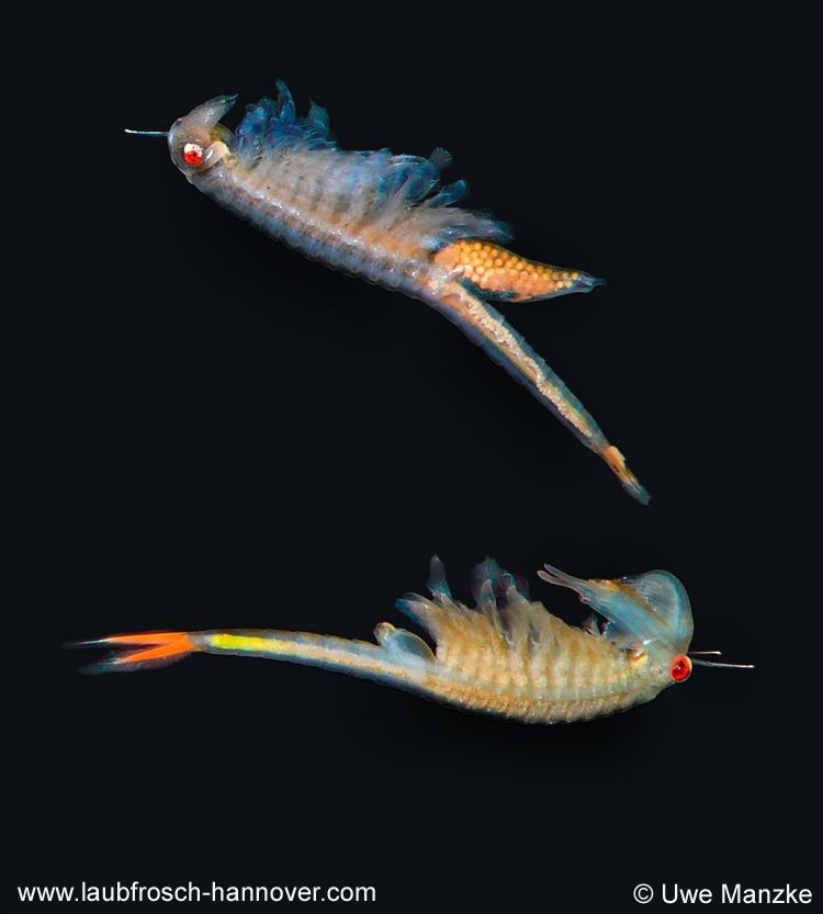 Chirocephalus-diaphanus © U. Manzke