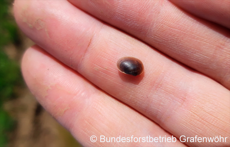 Cyzicus cf. tetracerus © Bundesforstbetrieb Grafenwöhr