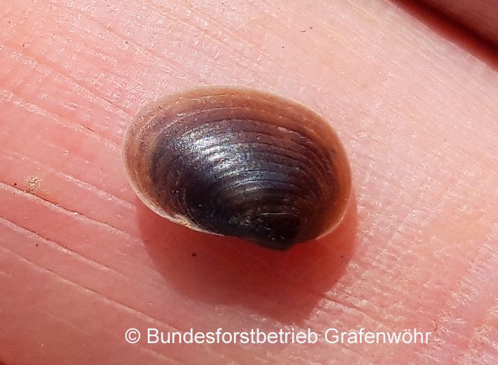 Cyzicus cf. tetracerus © Bundesforstbetrieb Grafenwöhr