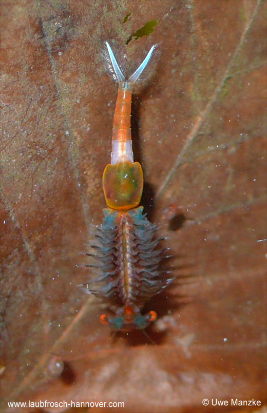 Eubranchipus grubii © U. Manzke Eubranchipus-grubii © U. Manzke