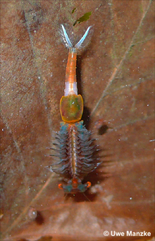 Eubranchipus grubii © U. Manzke Eubranchipus grubii © U. Manzke