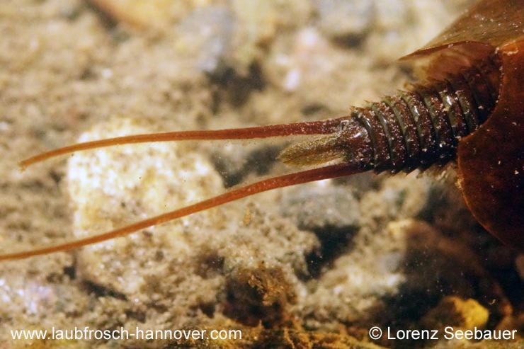 Schuppenschwanz &copy; L. Sebauer