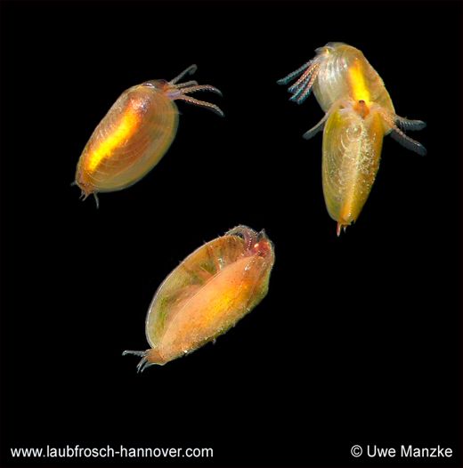 Leptestheria dahalacensis © U. Manzke