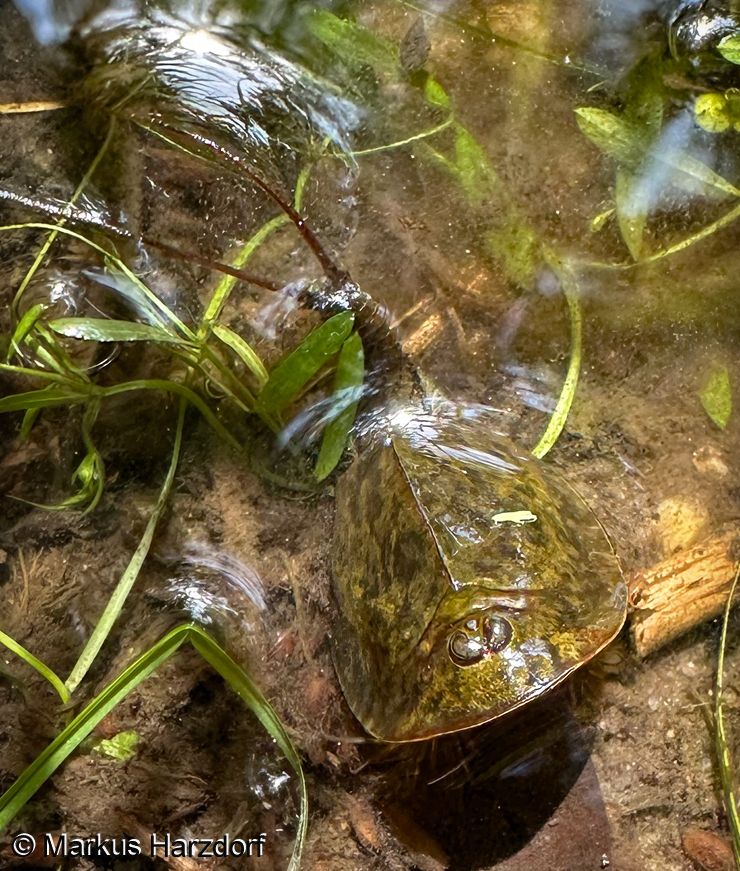 Triops cancriformis © M. Harzdorf
