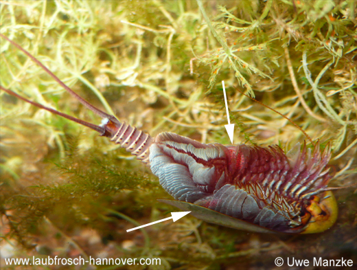 Triops cancriformis © U. Manzke
