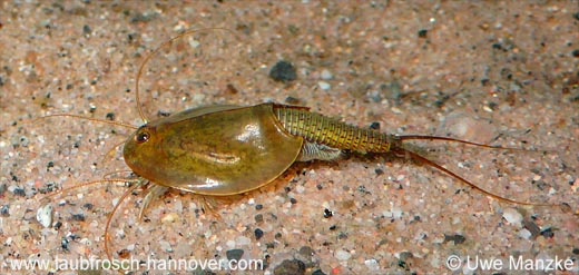 Triops cancriformis © U. Manzke