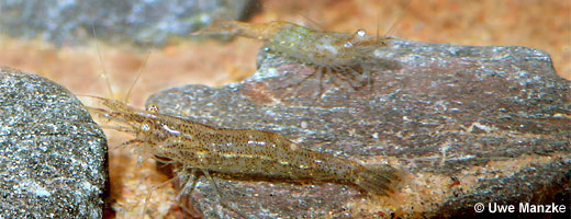 Atyaephyra desmaresti © U. Manzke Atyaephyra desmaresti © U. Manzke