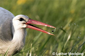 Storch frisst Lepidurus apus © L. Meckling